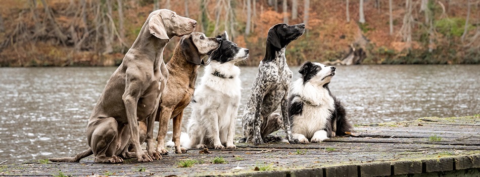 Header Hunde